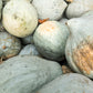 30 BLUE HUBBARD SQUASH New England Buttercup Cucurbita Pepo Vegetable Seeds