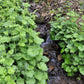 25 FRINGECUP Tellima Grandiflora Odorata Bigflower Fringe Cup Pink Flower Seeds