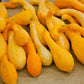 50 YELLOW CROOKNECK SQUASH Summer Cucurbita Pepo Crooked Neck Vegetable Seeds