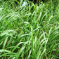 300 Ornamental BIG BLUESTEM GRASS Beardgrass Andropogon Gerardii Seeds