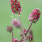 500 SALAD BURNET Sanguisorba Minor Edible Greens Vegetable Herb Flower Seeds