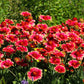 50 BURGUNDY GAILLARDIA Red Indian Blanket Flower Seeds