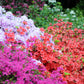 25 MIXED COLORS AZALEA Rhododendron spp. Red, Pink, Purple, White Flower Shade Bush Shrub Seeds