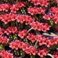 25 TOWER OF JEWELS Red Bugloss Echium Wildpretii Ruby Hummingbird Flower Seeds