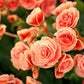10 SALMON DOUBLE BEGONIA Tuberosa Tuberous Begonia Pink Shade Flower Seeds