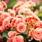 10 SALMON DOUBLE BEGONIA Tuberosa Tuberous Begonia Pink Shade Flower Seeds