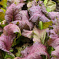 1500 RED GIANT MUSTARD Ornamental Japanese Greens Herb Vegetable Brassica Seeds
