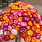 100 TALL Double MIXED Colors STRAWFLOWER Xerochrysum Bracteatum Helichrysum Monstrosum Flower Seeds