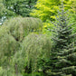 50 SILVER WEEPING BIRCH Tree White European Betula Pendula Alba Seeds