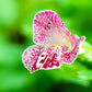 250 TIGER MONKEY Mixed Colors Mimulus Tigrinus Flower Seeds