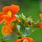 100 Twinkle ORANGE MONKEY FLOWER Mimulus Seeds