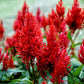 100 RED Forest Fire COCKSCOMB CELOSIA Plumosa Seeds