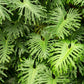 15 Lacy TREE PHILODENDRON Split Leaf Cut-leaf Selloum House Plant Seeds