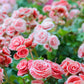 10 MIXED DOUBLE BEGONIA Tuberosa Tuberous Begonia Red Pink White Yellow Orange Shade Flower Seeds