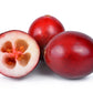 100 Perennial CRANBERRY American Vaccinium Macrocarpon Red Fruit Bush Seeds