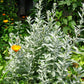 200 PRAIRIE SAGE (Wormwood / Fringed Sagebrush / Sagewort) Artemisia Ludoviciana Flower Seeds