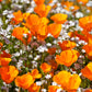 1000 MIXED Colors CALIFORNIA POPPY (Ballerina / Mission Bells) Eschscholzia Californica Flower Seeds