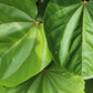 40 GIANT REDBUD TREE Cercis Gigantea Pink Purple Flower Seeds