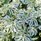 20 SNOW On THE MOUNTAIN Euphorbia Marginata Variegated Groundcover Sun or Shade Flower Seeds