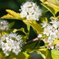 25 FIRE and ICE DOGWOOD Cornus Alba Shrub Tree Variegated Red Bark White Berry & Flower Seeds