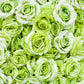 5 GREEN ROSE Rosa Bush Shrub Perennial Flower Seeds