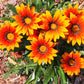 30 Mixed Colors GAZANIA Rigens Treasure Flower Seeds