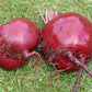 250 PIATTA D'EGITTO BEET Italian Heirloom Beta Vulgaris Cicla Vegetable Seeds