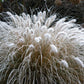 25 DWARF FOUNTAIN GRASS Pennisetum Alopecuroides Hardy Ornamental White Plume Seeds