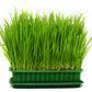 500 Organic CAT GRASS WHEAT Grass Pet Grass Wheatgrass Catgrass Triticum Aestivum Seeds