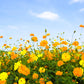 300 BRIGHT LIGHTS COSMOS Mix Mixed Colors Red Orange Yel Bipinnatus Flower Seeds