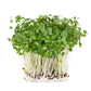 1000 EARLY Fall RAPINI BROCCOLI (Broccoli Raab / Broccoli Rabe / Brocoletti / Cima di Rapa) Brassica Ruvo Vegetable Seeds