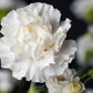 50 WHITE CARNATION Dianthus Caryophyllus Grenadin Flower Seeds