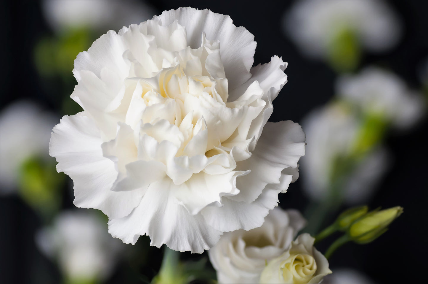 50 WHITE CARNATION Dianthus Caryophyllus Grenadin Flower Seeds