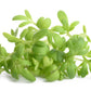 1500 WRINKLED CRINKLED CRESS Garden Lepidium Sativum Greens Vegetable Seeds