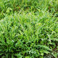 2000 ARUGULA Eruca Vesicaria Sativa Greens Vegetable Seeds