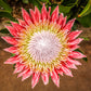5 Giant KING PROTEA Cynaroides Sugarbush Rare 12" Flower Seeds