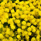 1000 GOLDEN TUFT ALYSSUM Basket of Gold Aurinia Saxatilis Yellow Flower Seeds