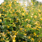 30 PIGEON PEA Dhal Gungo Puerto Rico Bean Cajanus Cajan Vegetable Seeds