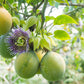 10 SWEET GRANADILLA Yellow Passionfruit Grenadia Sugar Fruit Passiflora Ligularis Huge Purple & White Flower Yellow Orange Fruit Vine Seeds