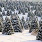 Grow Your Own CHRISTMAS TREE - Douglas Fir ( Pseudotsuga Menziesii ) Gift Packet of Tree Seeds