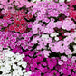 100 WEE Willie Dwarf SWEET WILLIAM Mixed Colors Dianthus Barbatus Flower Seeds
