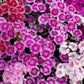 100 WEE Willie Dwarf SWEET WILLIAM Mixed Colors Dianthus Barbatus Flower Seeds