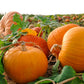 50 CONNECTICUT FIELD PUMPKIN BigTom Orange Yankee Cucurbita Pepo Vegetable Seeds