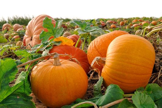 50 CONNECTICUT FIELD PUMPKIN BigTom Orange Yankee Cucurbita Pepo Vegetable Seeds