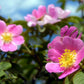 50 Thornless Pink DOG BRIER ROSE Bush Rosa Canina Inermis Victory Garden Fragrant Flower Seeds