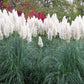 200 WHITE PAMPAS GRASS Cortaderia Selloana Ornamental Flower Seeds