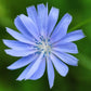 1000 CHICORY (Blue Daisy / Blue Sailors / Coffeeweed / Succory) Cichorium Intybus Flower Herb Seeds