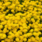 1000 GOLDEN TUFT ALYSSUM Basket of Gold Aurinia Saxatilis Yellow Flower Seeds