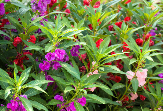 100 IMPATIENS (Balsam / Lady Slipper / Touch Me Not) Impatiens Balsamina Flower Seeds