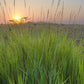 300 Ornamental BIG BLUESTEM GRASS Beardgrass Andropogon Gerardii Seeds